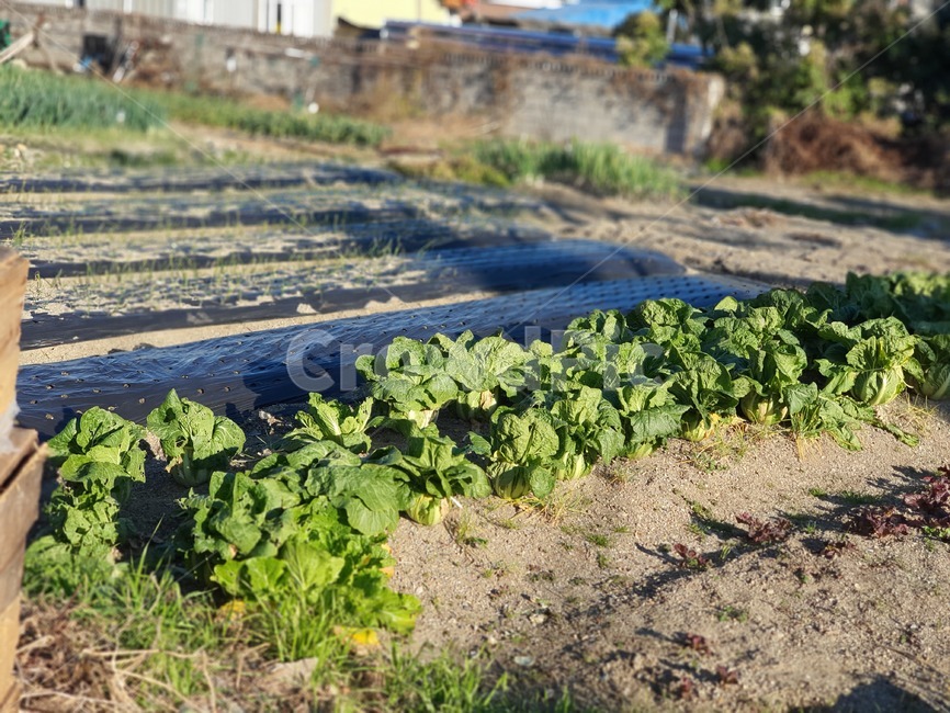 김장,겨울,배추,농사,식물,먹거리,농업,농사,agriculture,farming,farming industry