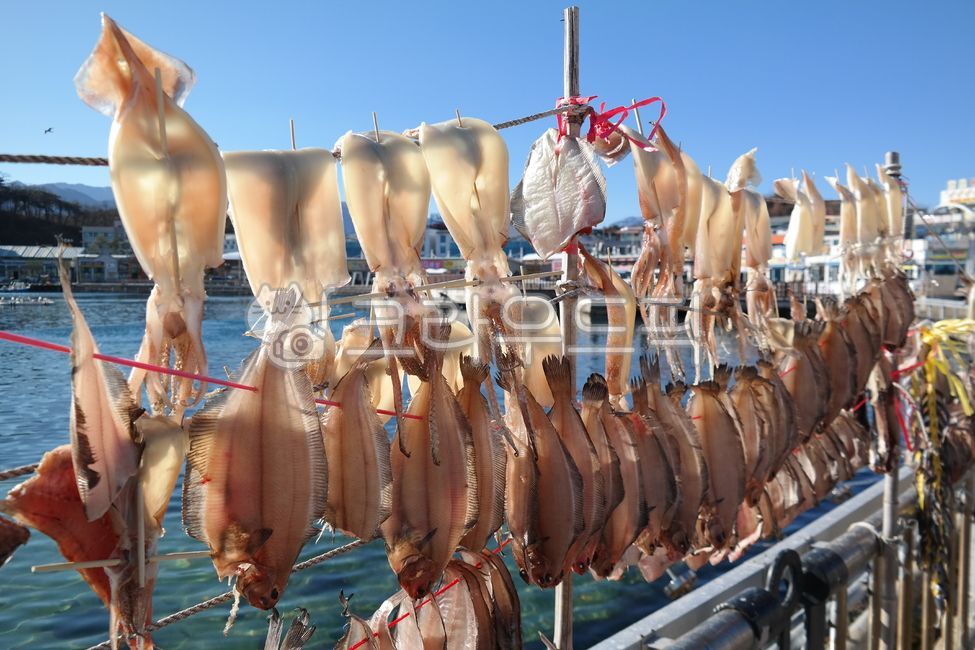 바람,오징어,마른오징어,반건조오징어,건조,어업,건어물,수산물,해풍,해산물,해물,바다,어촌,날씨,음식,식재료,건오징어,squid,driedsquid