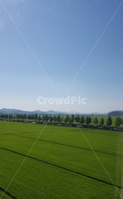 초록물결,기차밖풍경,시골풍경,힐링,푸르름,시골논,시골길,논풍경,초록나무,나뭇길,나무길,기차풍경,초록,하늘,7월풍경,여름풍경,자연,풍경,nature,landscape,field,들,outdoors,옥외,grassland,목초지