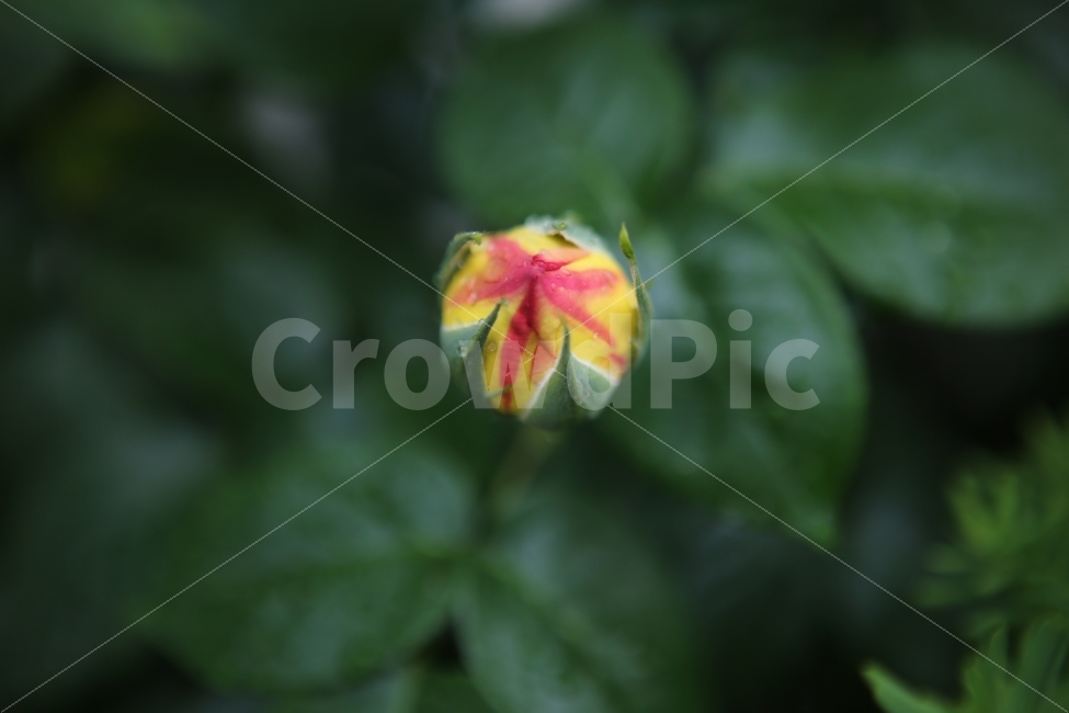 꽃,장미,꽃봉우리,노랑장미,꽃한송이,식물,자연,plants,nature,꽃,flower