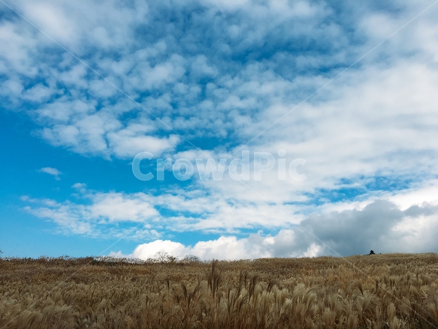 가을하늘,갈대,제주도,제주,억새,가을,하늘,가을,계절,fall,autumn,season,자연,풍경,nature,landscape,weather,날씨,outdoors,옥외,cumulus,적운,cloud,구름,sky