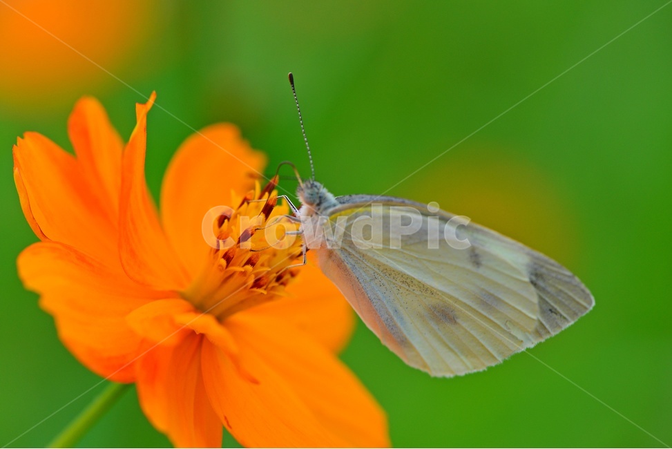 flower,sprout,새싹,bud,싹,blossom,꽃,plant,식물,노랑코스모스,노랑,나비,식물,자연,plants,nature