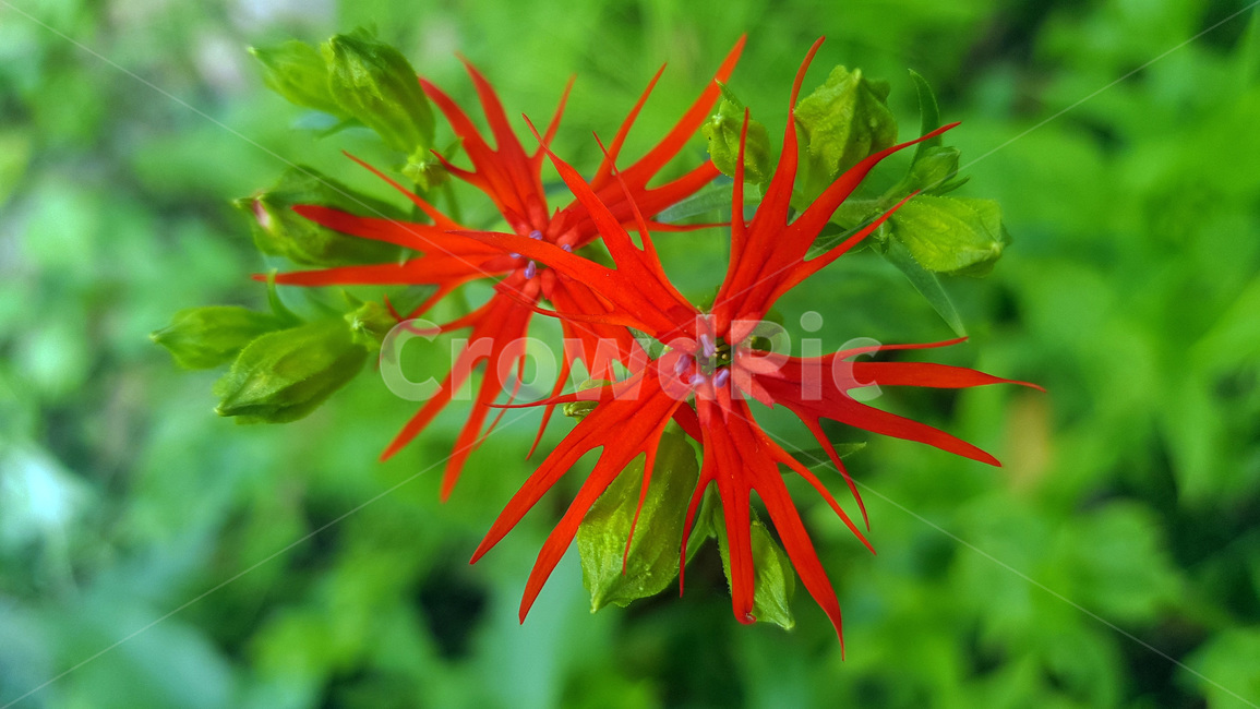 꽃,빨강색꽃,초록,자연,풀,nature,plants,green,여름,summer,낮,색감,생동감,flower