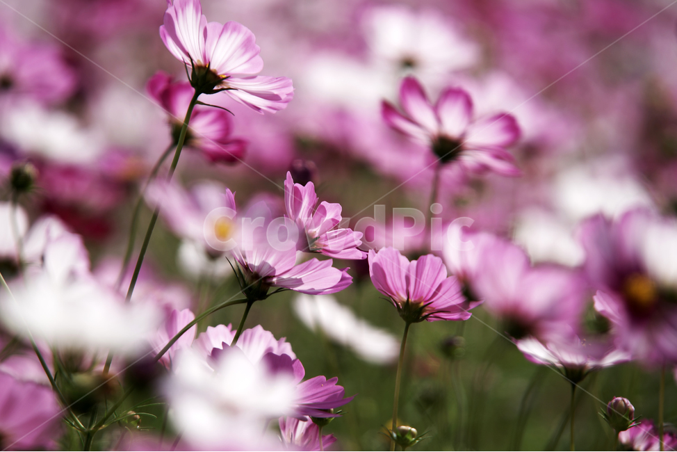 코스모스,꽃,식물,가을,계절,감성,자연,가을,계절,fall,autumn,season,식물,자연,plants,nature,꽃,flower,plant,geranium,제라늄,blossom