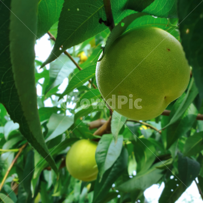 풋과일,풋사과,농사,자연,fruit,vivid,생생한,생명력넘치는,농업,농장,사과밭,풋복숭아,잎사귀