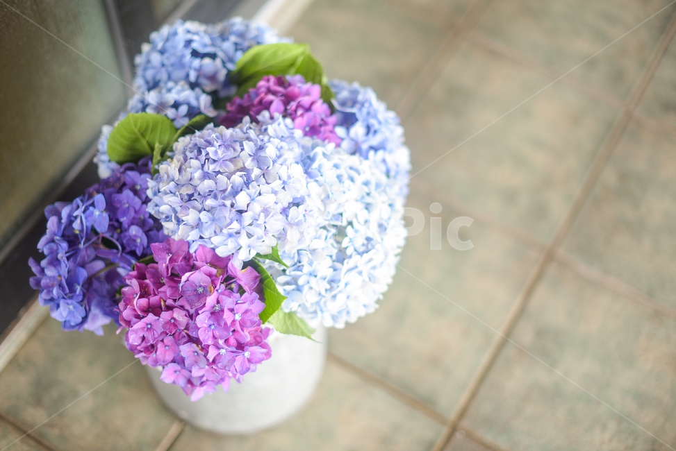 식물,blossom,꽃,flower,plant,수국,수국화분,보라색꽃,보라꽃,하늘색꽃,hydrangea,꽃,flower