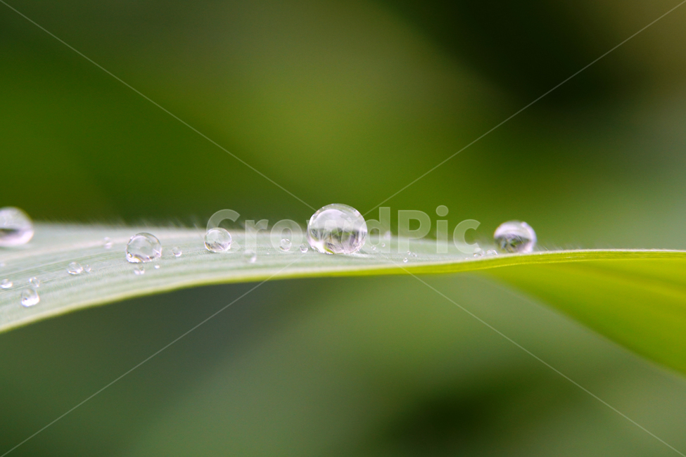 자연,nature,물방울,이슬,아침,아침이슬,풀,풀잎,식물,plants,raindrop,dropofwater,waterdroplet,steam,closeup,클로즈업,macro,메크로,마크로,접사,풍경,landscape,감성사진,감성,식물,자연,plants,nature