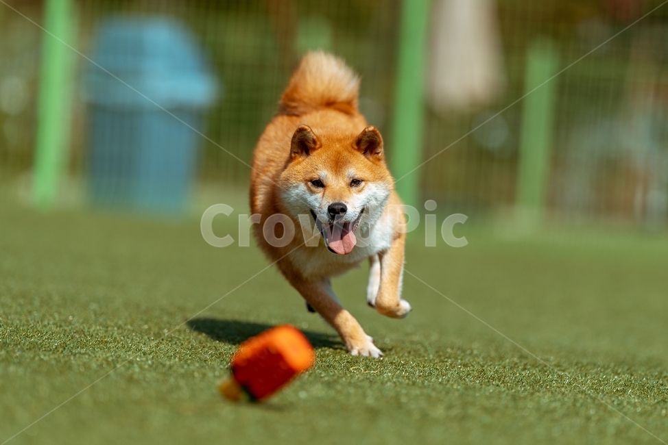 animal,pet,dog,개,포유류,시바,시바이누,시바견,적시바,동물,animal,포유류,mammal,개,강아지,dog,doggy