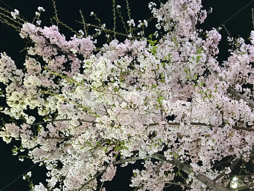 봄,벚꽃,밤,밤벚꽃,벚꽃축제,꽃놀이,나들이,꽃,봄,계절,spring,season,식물,자연,plants,nature,꽃,flower,plant,blossom,cherry blossom