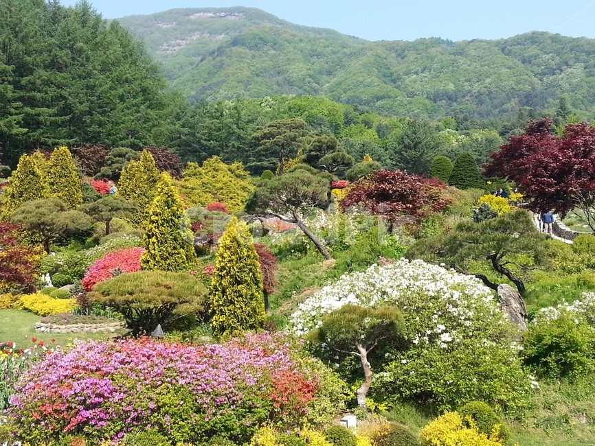 나무,식물,꽃,정원수,봄꽃