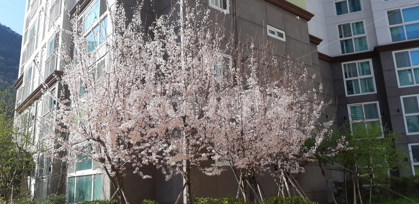 벚꽃,집앞,봄,아파트,아름다움