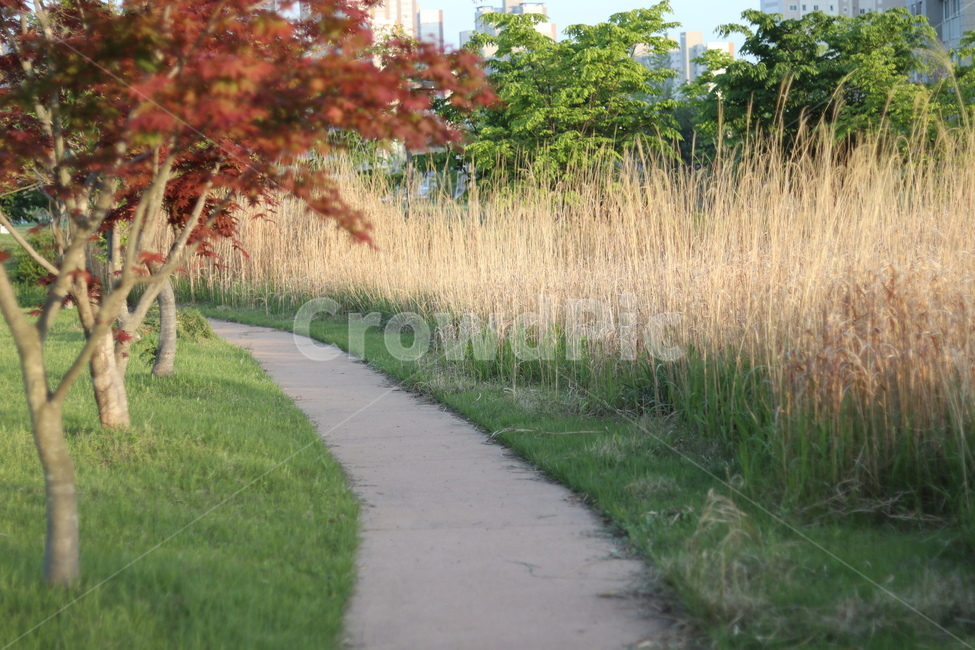 억새,아침빛,봄,갈색,동네,자연,풍경,nature,landscape,한국자연풍경,한국자연경관,korea nature landscape,식물,plants,plant,tree,나무