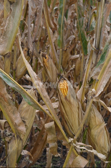 미국,옥수수,가을,corn,식물,plant,fall,autumn,식물,자연,plants,nature