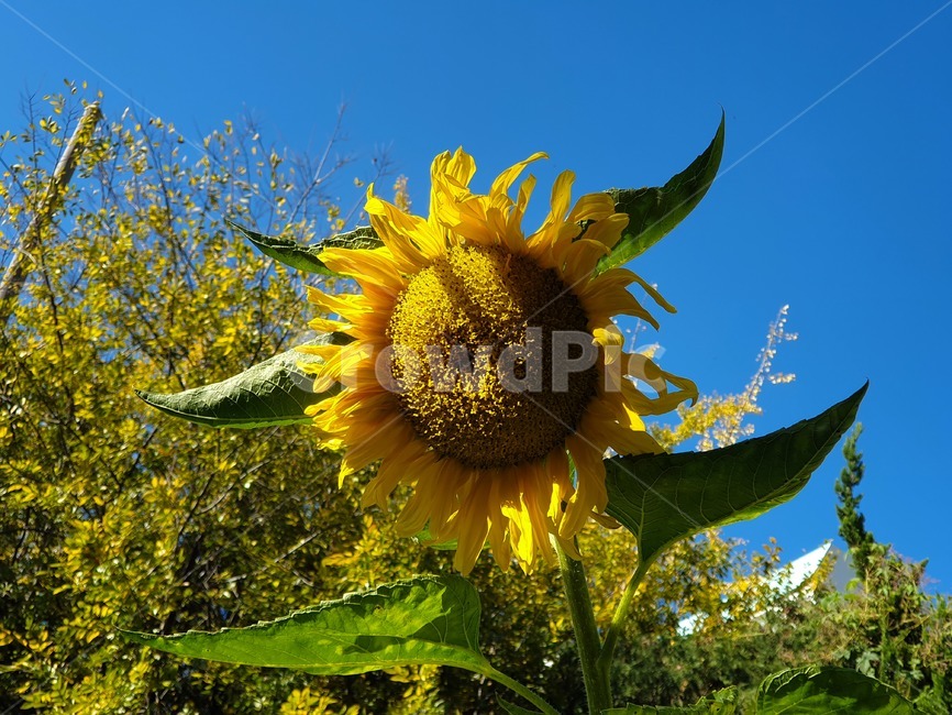 해바라기,sunflower,plant,식물,blossom,꽃,flower,sky,blue,yellow,노란색,식물,자연,plants,nature,꽃,flower