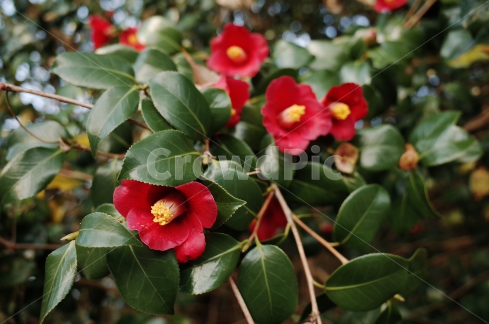 제주도,동백꽃,동백,겨울,빨간꽃,겨울꽃,식물,꽃,식물,자연,plants,nature,꽃,flower