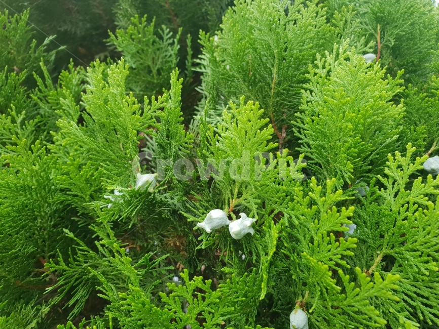 나무,열매,초록이,식물,힐링,식물,자연,plants,nature