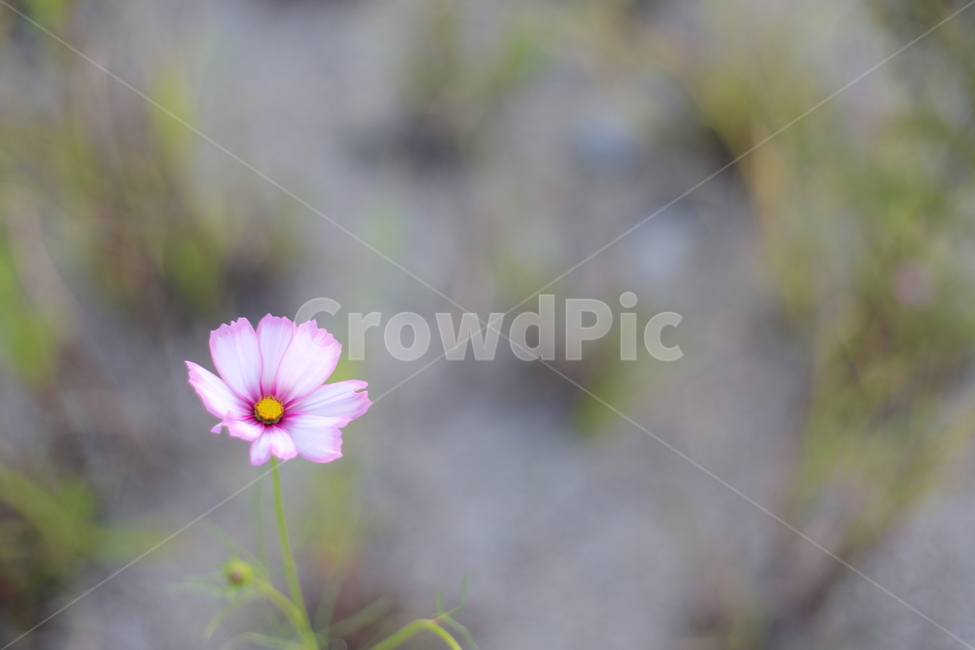 코스모스,꽃,flower,cosmos,식물,식물,자연,plants,nature,꽃,flower
