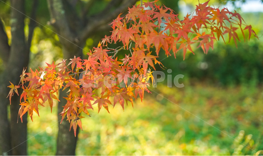 가을,단풍,나무,잎,잎새,계절,자연,추색,가을,계절,fall,autumn,season,식물,자연,plants,nature,leaf,plant,tree,maple
