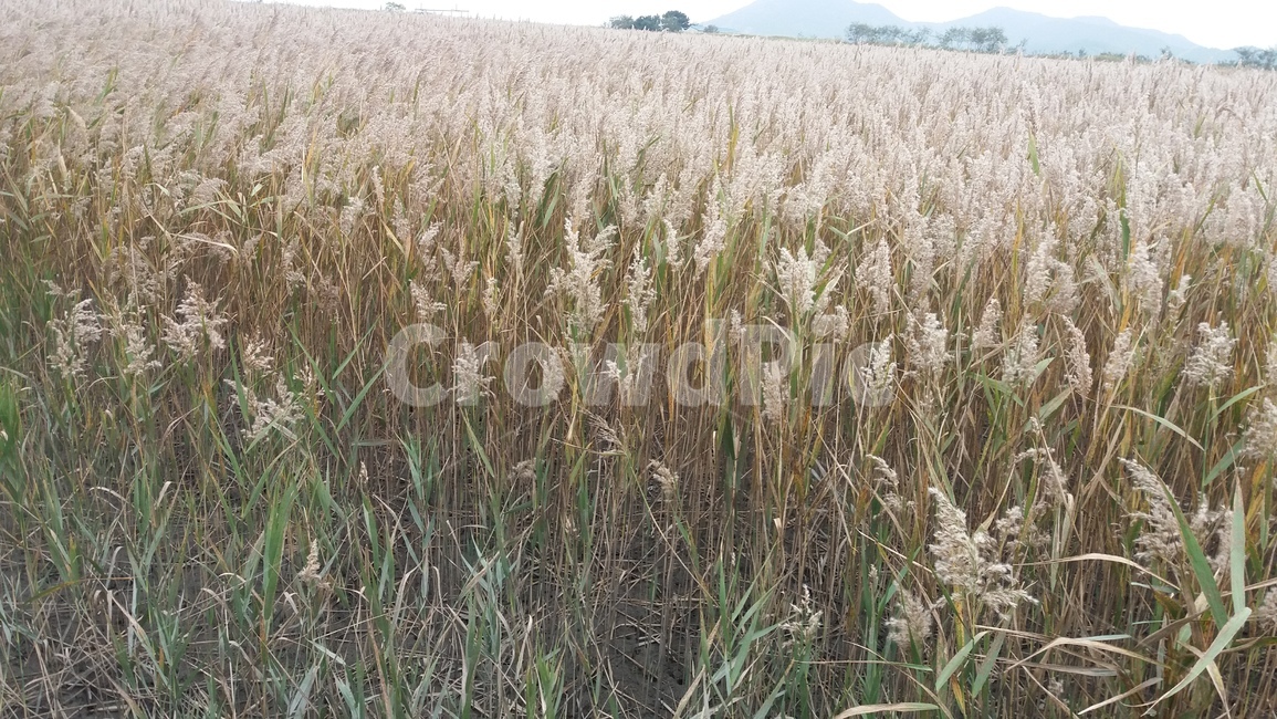 갈대,순천만,습지,가을,reed,suncheonman,wetland,autumn,fall,가을,계절,fall,autumn,season,grass,잔디,plant,식물