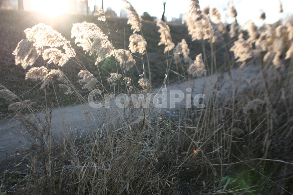 갈대,풍경,역광,plant,식물,grass,잔디,lawn,가을,계절,fall,autumn,season