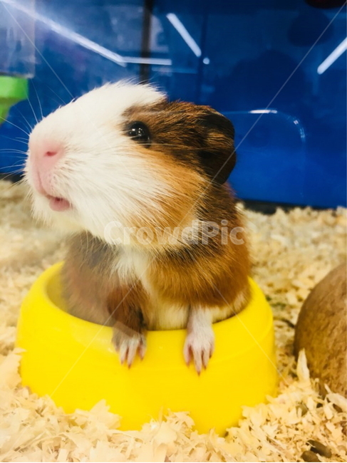 햄스터,귀엽둥이,귀요미,동물,햄토리,동물,animal,포유류,mammal
