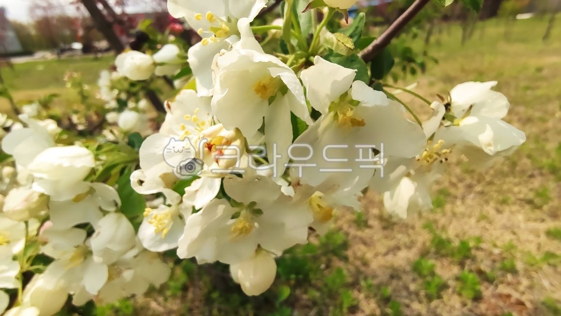 꽃사과,꽃사과나무,사과꽃,malusprunifolia,벚잎꽃사과,돌사과,plant,식물,blossom,flower,꽃,petal,꽃잎