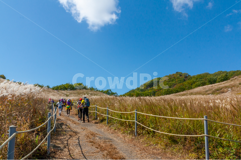 억새풀,가을산행,푸른하늘,등산,명성산,가을,계절,fall,autumn,season,gravel,자갈,road,도로,dirt road,흙길