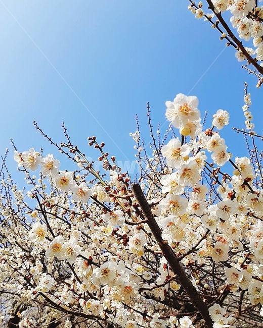 매화,매화꽃,봄,꽃나무,맑은하늘,맑은날,봄,계절,spring,season,식물,자연,plants,nature,꽃,flower,plant,blossom,cherry blossom,벚꽃