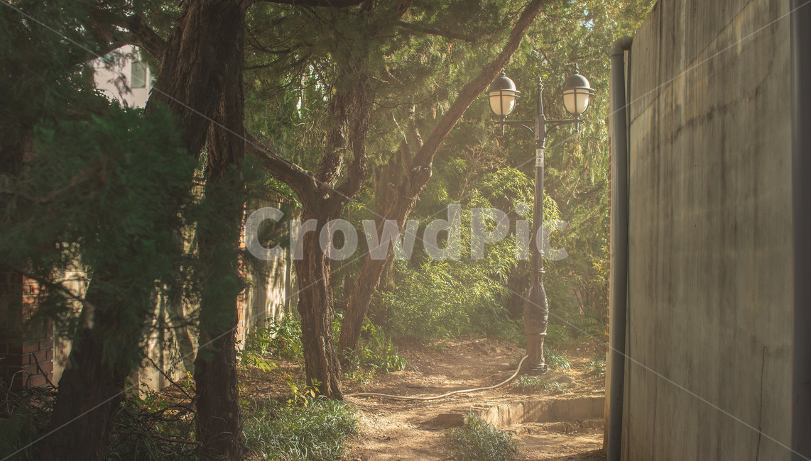 감성,필름,빛,빛내림,가을,자연,풍경,nature,landscape,휴식,힐링,rest,relaxation,healing,tree,나무,plant,식물,tree trunk,나무 줄기