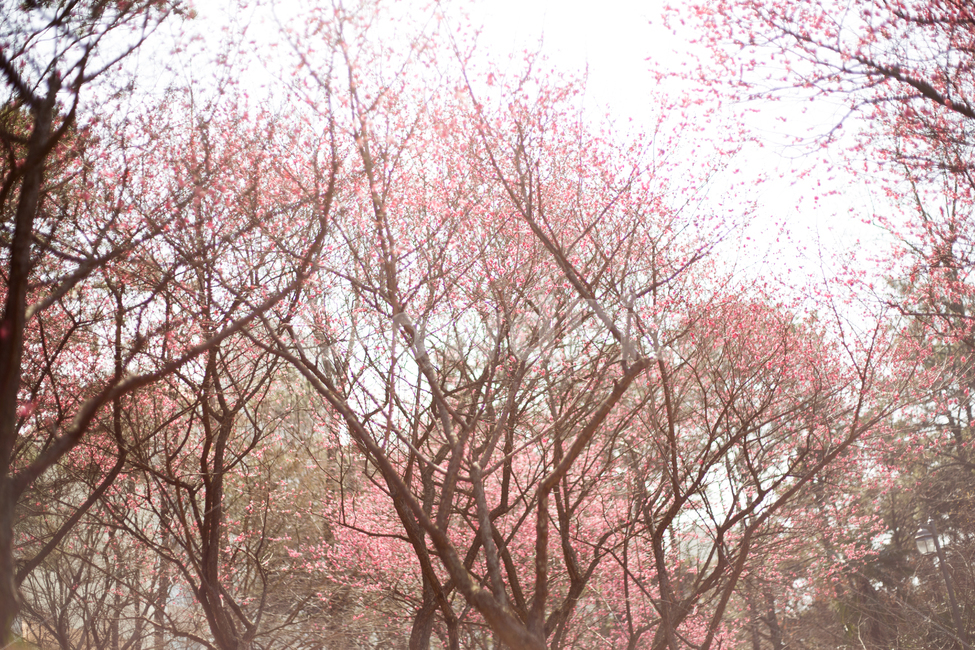 홍매화,중외공원,매화,매화꽃,봄꽃,분홍꽃,봄,계절,spring,season,식물,자연,plants,nature,꽃,flower,나무,trees,wood,plant