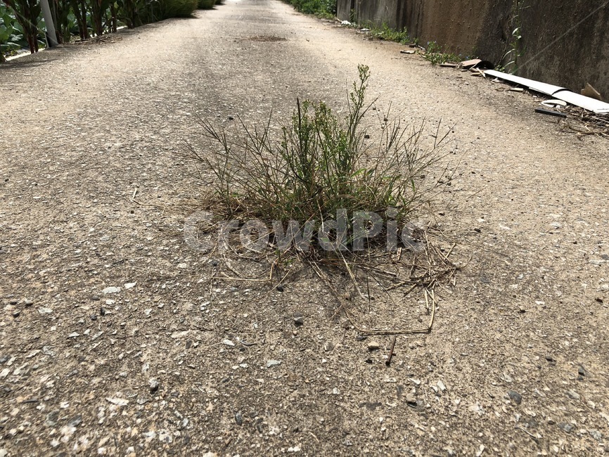 잡초,풀,길,시멘트,생명력,강인함,식물,자연,plants,nature
