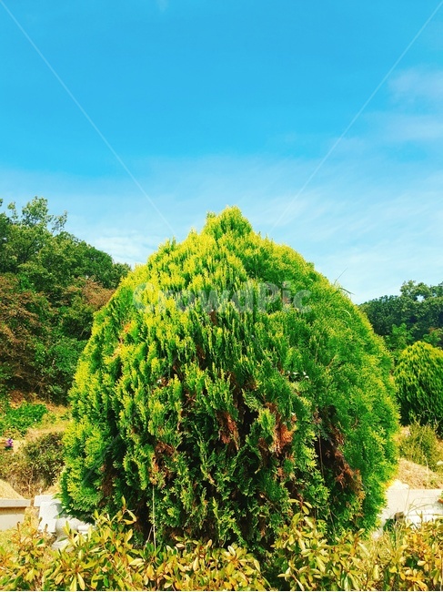 plant,outdoors,식물,옥외,vegetation,bush,부시,초목,밝은,낮,색감나무,초록색,초록나무,풍성한나무,나무가운데,깔끔한나무,부시나무,하늘색,하늘,나무하늘
