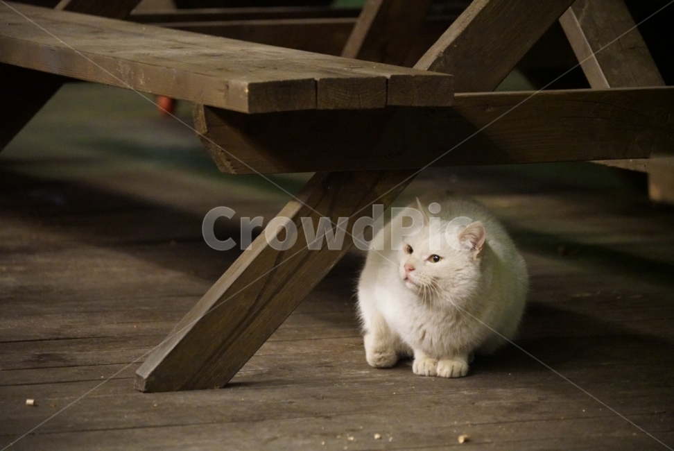 고양이,흰고양이,길고양이,동물,야생,바탕화면,배경화면,포유류,동물,animal,포유류,mammal,고양이,cat,kitten,kitty