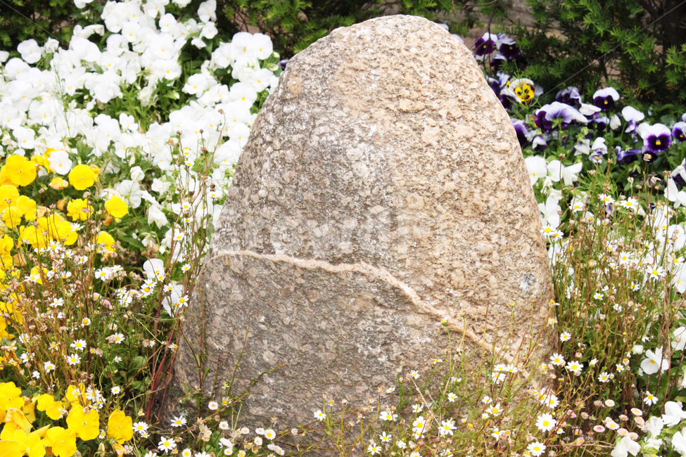 바위,꽃,자연,풍경,rock,boulder,flower,nature,view
