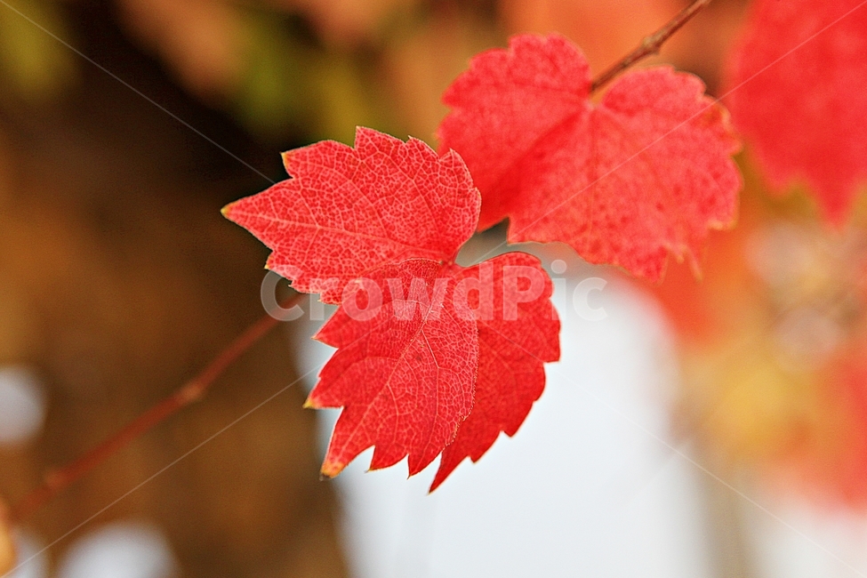 단풍,낙엽,가을,잎,식물,자연,계절,감성,색,색감,넝쿨식물,공원,가을,계절,fall,autumn,season,leaf,plant