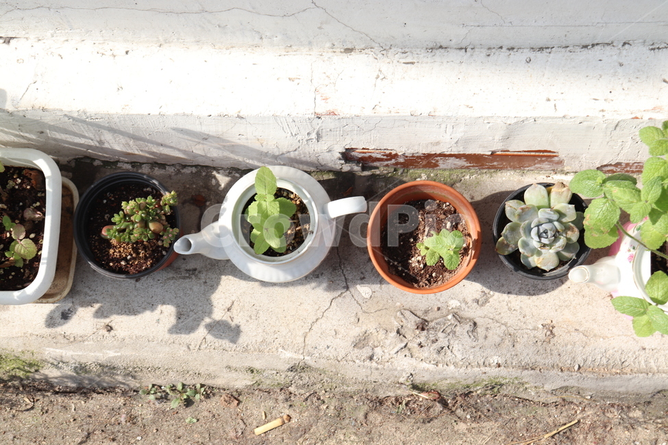 다육이,탑뷰,화분,식물,plant,골목길,실내용화초,화분,화초,house plant