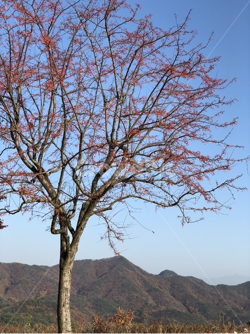 산,나무,가을,자연,하늘,열매,풍경,자연,풍경,nature,landscape,나무,trees,wood,tree,plant,식물,tree trunk,나무 줄기