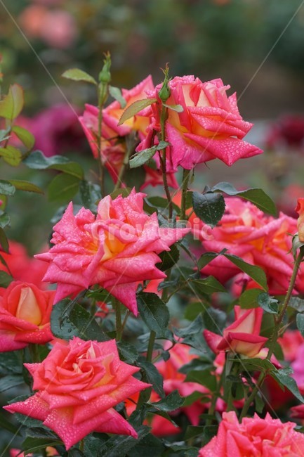 장미,꽃,rose,식물,자연,빨간장미,5월,그린,flower,장미꽃,nature,분홍장미,식물,자연,plants,nature,꽃,flower