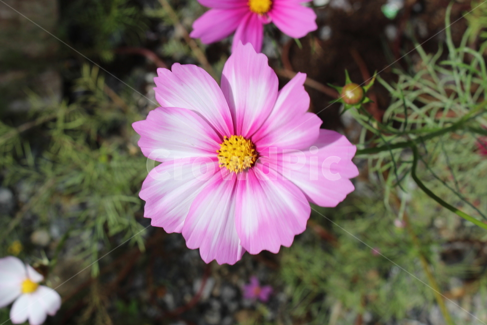 꽃,식물,자연,자연물,감성,flower,nature