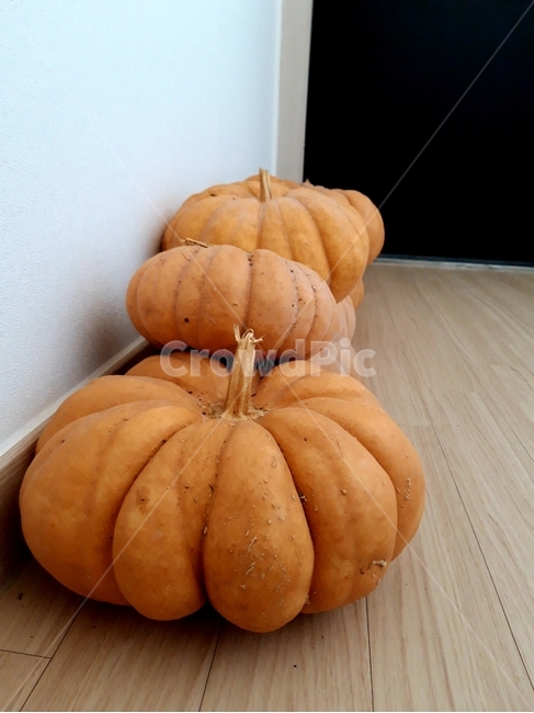 호박,늙은호박,수확,식재료,채소,음식,식품,야채,pumpkin,food,cook,meal,음식,식재료,요리,food,cook,meal,dishes,food reserves,채소,야채,vegetables