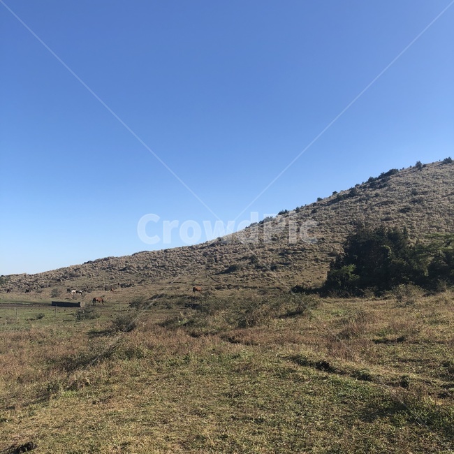 언덕,오름,자연풍경,자연,풍경,산,제주도,용눈이오름,자연,풍경,nature,landscape,outdoors,옥외,hill