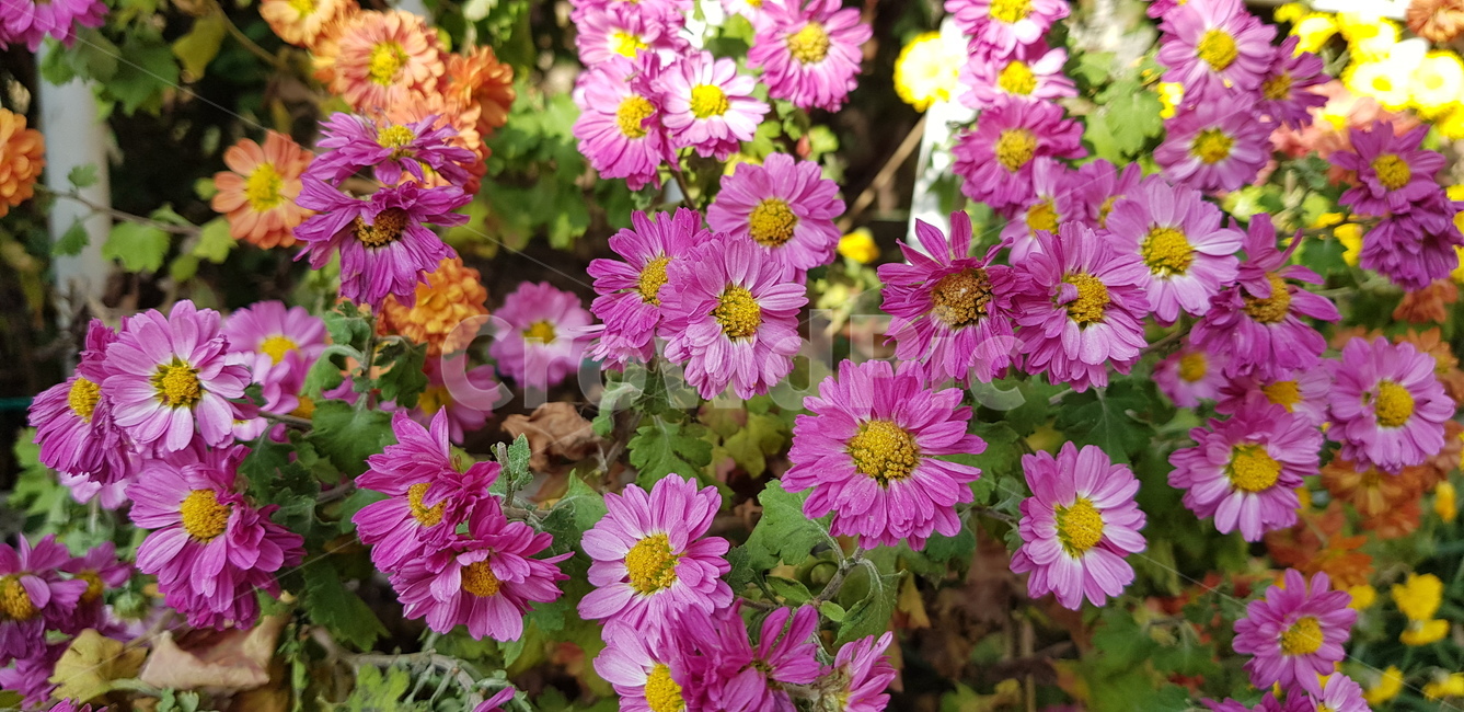 plant,flower,꽃,blossom,가을,가을꽃,국화,제라늄,식물,자연,plants,nature,꽃,flower