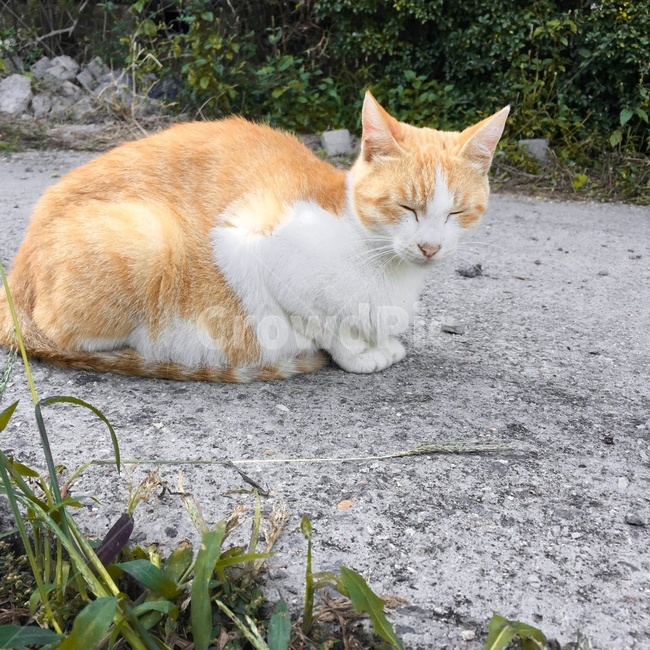 고양이,야옹이,산책길,시골길,길고양이,고즈넉한,시골마을,동식물,편안한,졸리운