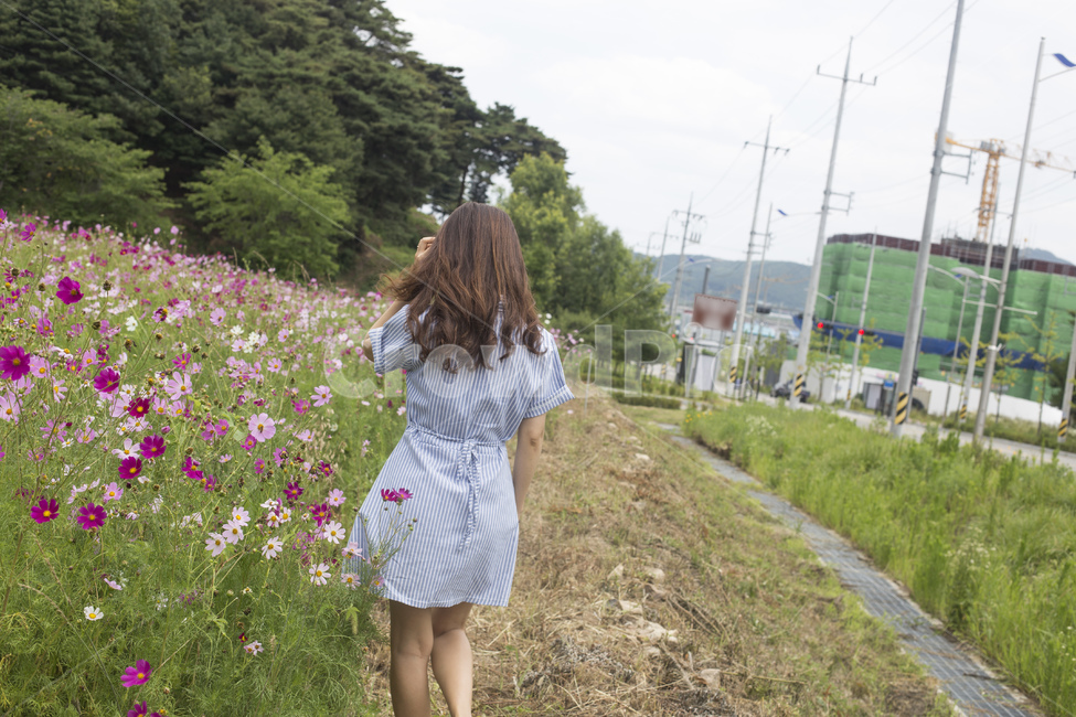 여자,여성,뒷모습,원피스,스트라이프,꽃,꽃밭,코스모스,가을,여성,여자,woman,female,lady