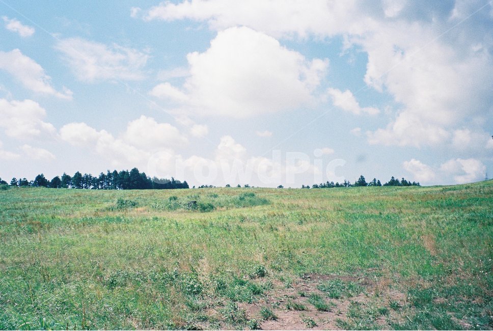 필름카메라,필름,35mm,제주도,자연,하늘,들판,여름,자연,풍경,nature,landscape