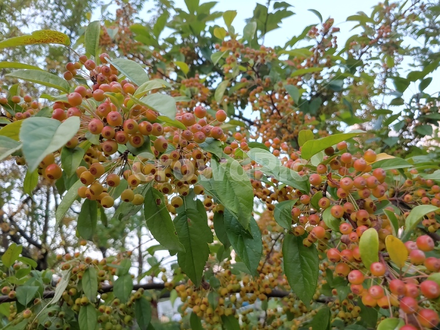 나무열매,나무,열매,fruit,berry,nature,green,red,과일,열매,fruit
