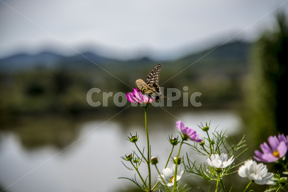 식물,꽃,자연,곤충,가을,코스모스,식물,자연,plants,nature,꽃,flower,곤충,벌레,insect,bug