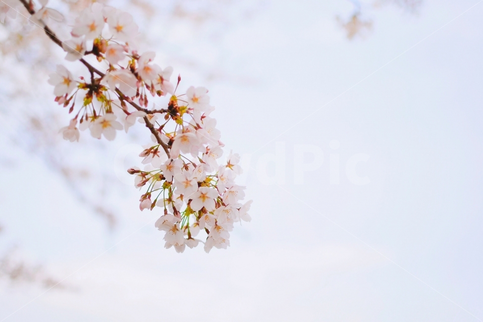 꽃,봄,벚꽃,하늘,안양천,봄,계절,spring,season,식물,자연,plants,nature,꽃,flower,감성,sensible,feeling,plant