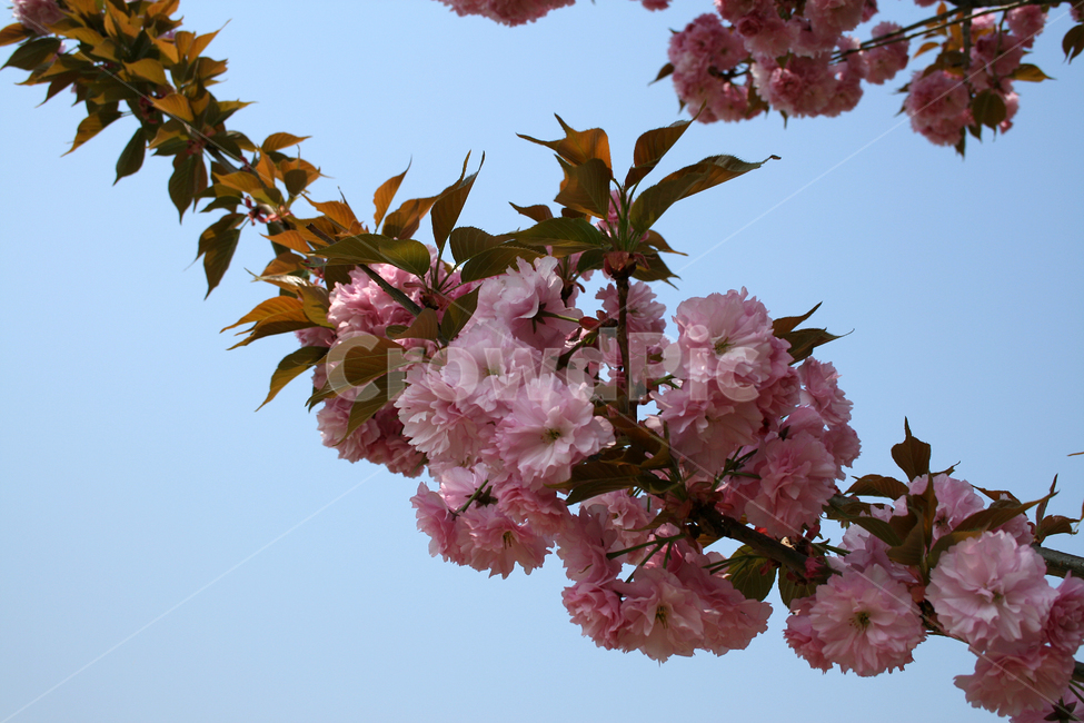 겹벚꽃,벚꽃,봄,봄날,봄풍경,감성,spring,flower,공원,풍경,식물,새싹,잎,초록,꽃,분홍색,봄,계절,spring,season,식물,자연,plants,nature,꽃,flower,plant,blossom