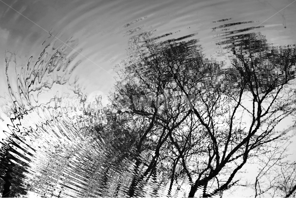 반영,그림자,물그림자,물,연못,방죽,reflection,shadow,nature,pond,자연,풍경,nature,landscape,흑백,모노톤,monochrome,black and white,tree,나무,plant,식물